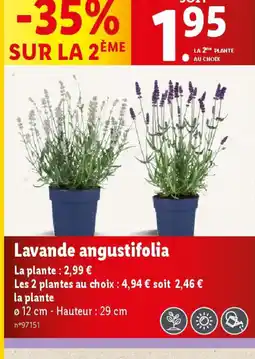 Lidl Lavande angustifolia offre