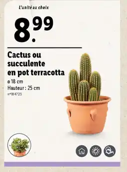 Lidl Cactus ou succulente offre