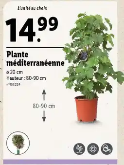 Lidl Plante méditerranéenne offre