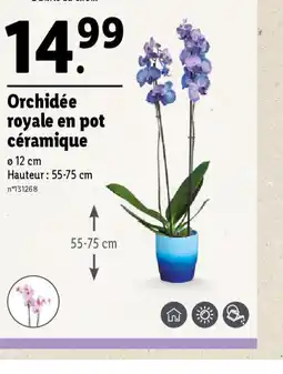 Lidl Orchidée royale en pot céramique offre