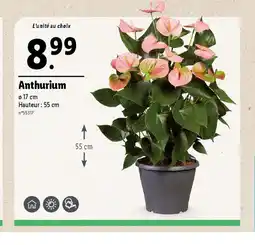 Lidl Anthurium offre