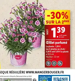 Lidl Œillet parfumé offre