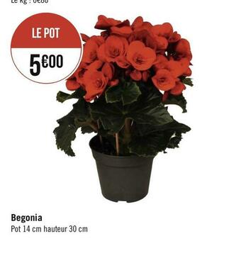 Begonia