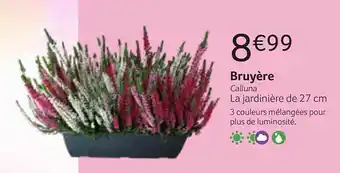 Bruyère Calluna