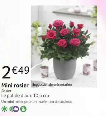 Mini Rosier