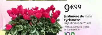 Jardinière De Mini Cyclamens