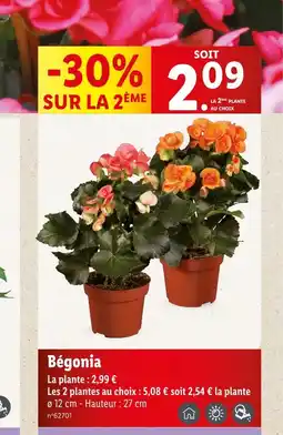 Bégonia