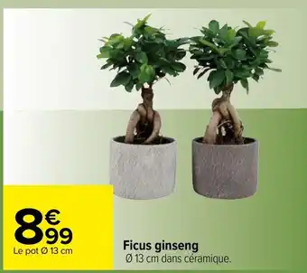 Carrefour Ficus ginseng offre