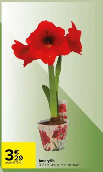 Amaryllis