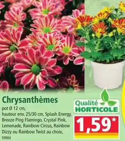 Norma Chrysanthèmes offre