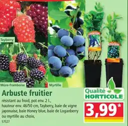 Norma Arbuste fruitier offre