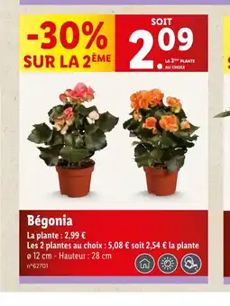 Bégonia