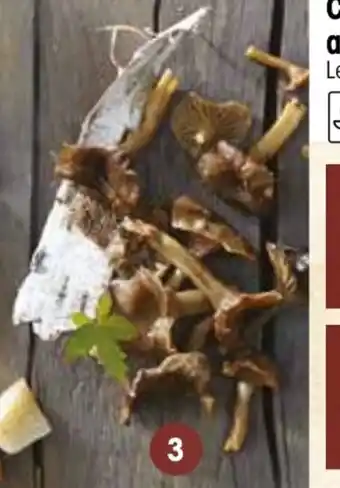 Croque Gel Cocktail de champignons offre