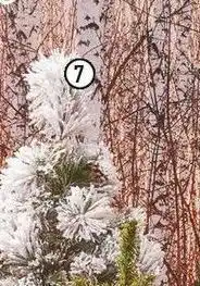 Le sapin floqué minnesota