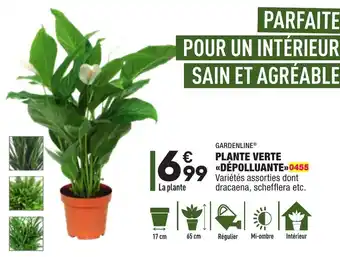 Plante verte dépolluante