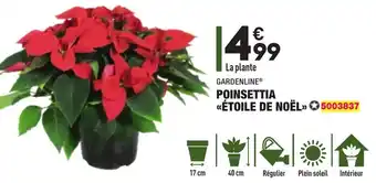 ALDI Poinsettia étoile de noël offre