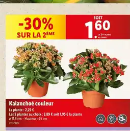 Lidl Kalanchoé couleur offre