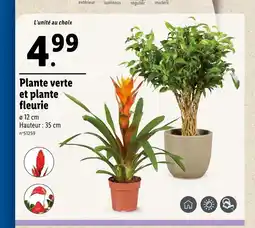 Lidl Plante verte et plante fleurie offre