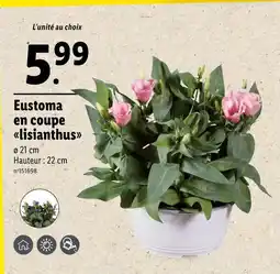 Lidl Eustoma en coupe lisianthus offre