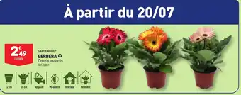 ALDI GERBERA ✪ offre
