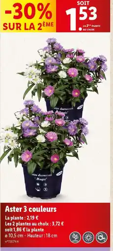 Lidl Aster 3 couleurs offre