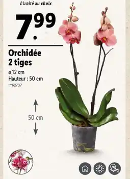 Lidl Orchidée 2 tiges offre