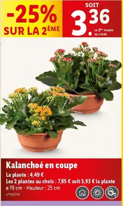 Lidl Kalanchoé en coupe offre