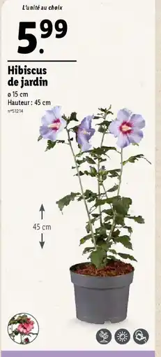 Hibiscus de jardin