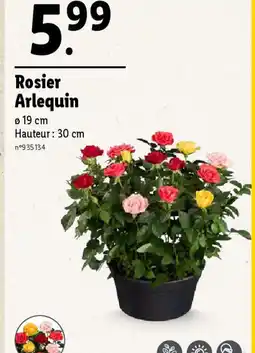 Lidl Rosier Arlequin offre