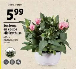 Lidl Eustoma en coupe << lisianthus >> offre