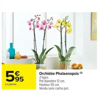Carrefour Market Orchidée phalaenopsis offre