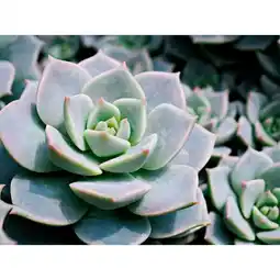 Auchan Cactus Et Succulentes offre