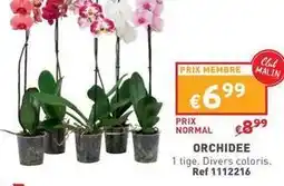Trafic Orchidee offre