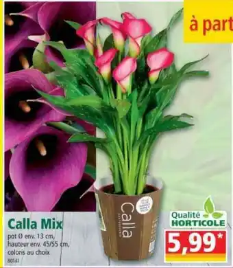 Norma Calla Mix offre
