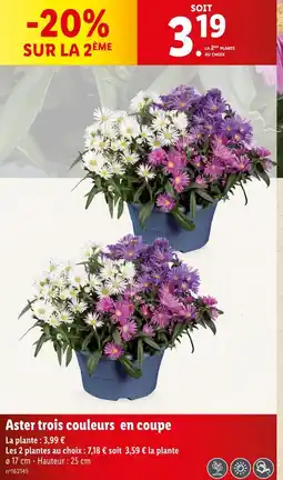 Lidl Aster trois couleurs en coupe offre