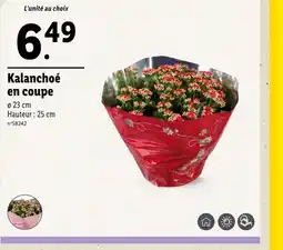 Lidl Kalanchoé en coupe offre