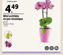 Lidl Mini orchidée en pot céramique offre