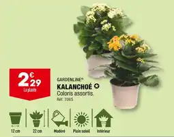 ALDI GARDENLINE KALANCHOÉ offre