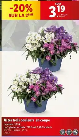 Lidl Aster trois couleurs en coupe offre