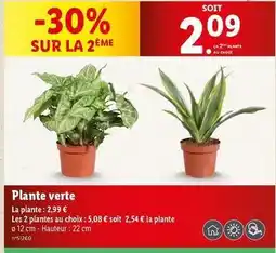 Lidl Plante verte offre