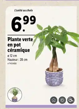 Lidl Plante verte en pot céramique offre
