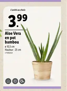 Lidl Aloe Vera en pot bambou offre