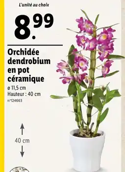 Lidl Orchidée dendrobium en pot céramique offre