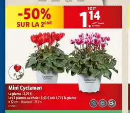 Lidl Mini Cyclamen offre