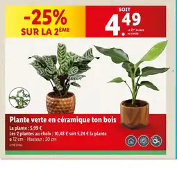 Lidl Plante verte en céramique ton bois offre
