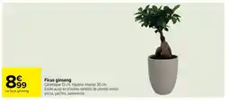 Carrefour Ficus ginseng offre