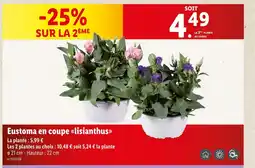 Lidl Eustoma en coupe lisianthus offre