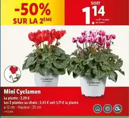 Lidl Mini cyclamen offre