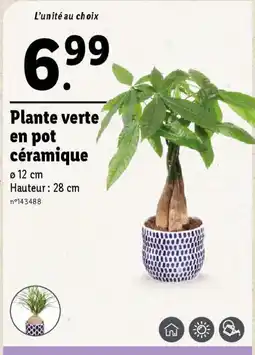 Lidl Plante verte en pot céramique offre