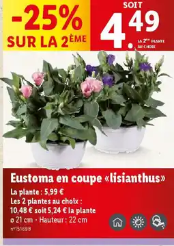 Lidl Eustoma en coupe << lisianthus>> offre